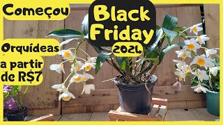 Começou a Black Friday Mais Orquídeas [upl. by Nitsugua]