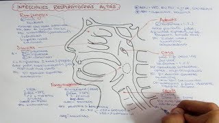 Infecciones de vía aérea alta [upl. by Elleniad47]