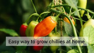 How to grow green chilli plant at home  easy way to grow chilli plants [upl. by Childers992]