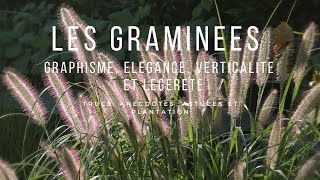 Les Graminées élégance et graphisme au jardin poacées graminée [upl. by Carol]