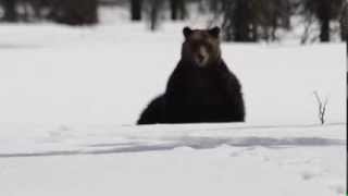 Grizzly Bear in Banff National Park [upl. by Anait]