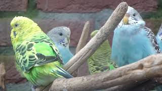 Parkieten geluiden – Parakeet sounds – Lovebird sounds – Budgie sounds Budgerigar sounds [upl. by Thamos]