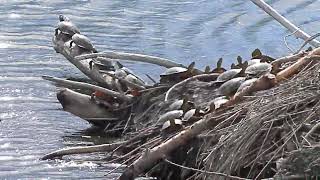 Painted Turtles on Beaver Dam [upl. by Tessy474]