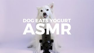 Dog Eats Yogurt  ASMR [upl. by Iatnwahs813]