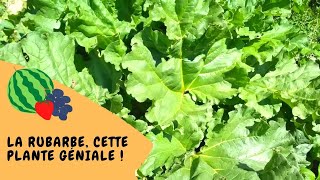 🌿 La rhubarbe cette plante géniale [upl. by Beckett]