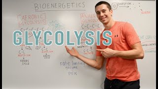 Glycolysis Explained Aerobic vs Anaerobic Pyruvate Gluconeogenesis [upl. by Robertson]