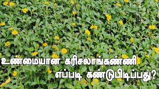 போலி கரிசாலாங்கண்ணி ஆபத்து –அறிவது அவசியம்  How to identify Manjal Karisalankanni  Bhringraj [upl. by Sibel]