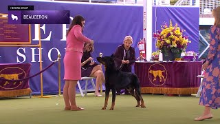 Beaucerons  Breed Judging 2024 [upl. by Freeland]