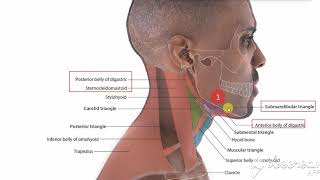 Submandibular triangle 1 [upl. by Vandyke]