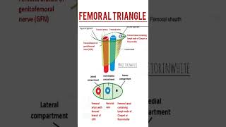 Femoral triangle  anatomy viralshorts shorts fmge2024 neetpg25 femoraltriangle trending [upl. by Ydualc242]