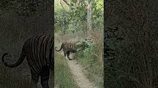 This evening bajirao male tiger 🐯 rukhad buffer tiger wildlife penchtiger shorts [upl. by Enymsaj]