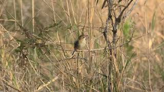 Little Grassbird 4 [upl. by Eidnam]