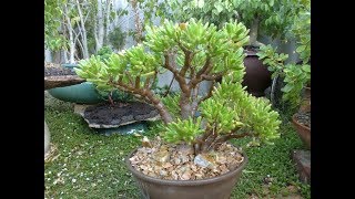 Crassula ovata Bonsai Tree [upl. by Ahsikram]