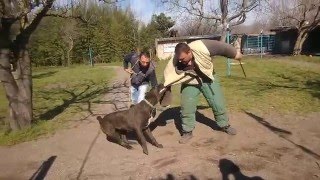 ADDESTRAMENTO CANE DA GUARDIA DIFESA PERSONALE  LA CASTAGNOLA [upl. by Atinuj]