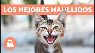 Los mejores VÍDEOS de GATOS MAULLANDO 🐱🐾 ¡Gatos MAULLANDO Enojados Felices y Graciosos [upl. by Zeena]