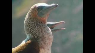 PBS Nature The Galapagos  The Ocean Travelers [upl. by Eladnyl484]