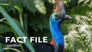 Facts about the Cassowary [upl. by Daughtry]