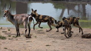 Wild Dog Hunting Waterbuck [upl. by Anerdna]