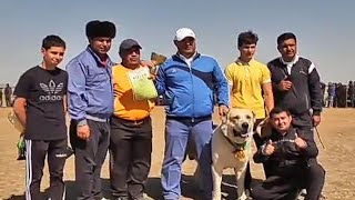 чемпионы Туркмении и областей Туркменский Волкодав Work Dogs Champions Alabai Turkmen it alabay САО [upl. by Hopkins372]