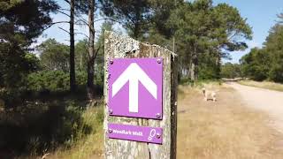 Slow Down and Take in the Beauty of Wareham Forest A Wareham Forest Walk [upl. by Attehcram]