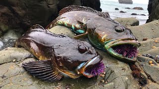 TIDEPOOL Fishing Catch COOK and EAT on the rocks Low Tide Adventure [upl. by Nickola]