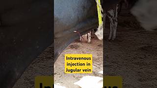 Intravenous injection in Jugular vein animalscowvet surgery veterinary medicine [upl. by Varien]