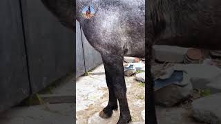 Best wild horses Mare revolutionising young foals future stallions Horses Epic159 animals horse [upl. by Iatnahs649]