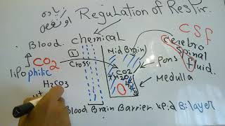 Respiratory new system Chemical Regulation of Respiration dr mohamed fayez [upl. by Launamme721]