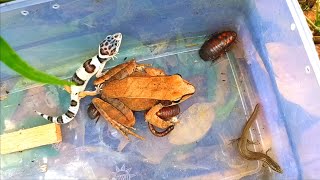 I found a rare frog🇺🇲Beware Its urine is poisonous Leopard gecko lizard and ground cockroach [upl. by Vidovik224]