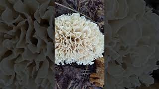 Eastern cauliflower mushroom Sparassis spathulata mushroom wildmushrooms cauliflower [upl. by Ardnekan]