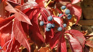 Virginia Creeper fruit Parthenocissus quinquefolia [upl. by Salangi20]