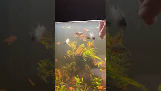 Colombian Tetra Hyphessobrycon columbianus feeding aquarium acara [upl. by Loftus]