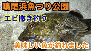 【阪神間でエビ撒き釣り】鳴尾浜釣り公園 釣果はハネ チヌ キビレ ガシラ 夕まずめ狙い１６時～２０時） [upl. by Helmut]