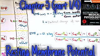 Resting membrane potential  chapter 5 part 14  Guyton and hall text book of medical physiology [upl. by Akselav]