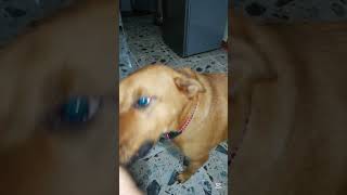 my dog reaction everytime I give the Heartgard shortvideo dog doglover shorts youtubeshorts [upl. by Ossy]