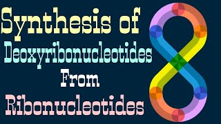 synthesis of Deoxyribonucleotides from Ribonucleotides  Lecture 5 [upl. by Yennek]