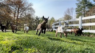 32 baby goat morning stampede [upl. by Einnaoj]