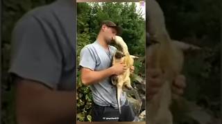 Alligator snapping turtle 😱trending youtubeshorts [upl. by Rosemare266]