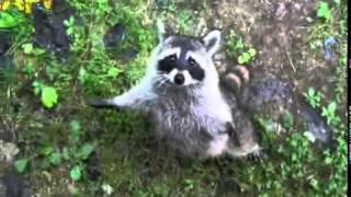 Raccoon Hug  Full Clip [upl. by Zeiger]