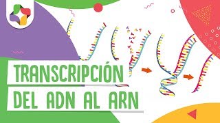 Transcripción del ADN al ARN  Educatina [upl. by Neuburger]