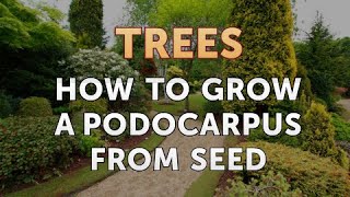 How to Grow a Podocarpus from Seed [upl. by Odnomyar661]