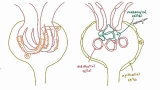 Podocytes  structure and function [upl. by Strepphon115]