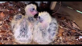 I FOUND 2 WHITE EGGS HAT HED THEM THEY ARE WOOD PIGEON SISTERS [upl. by Aizat]