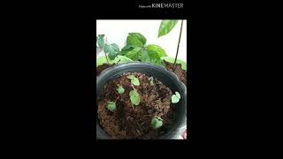 HOW TO MAKE AVOCADO AND LANZONES BONSAI AND QUESTIONING THE NUMBERS OF MY SUBSCRIBERS [upl. by Ahsyas98]