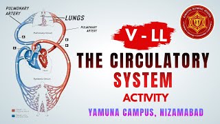 The Circulatory System Activity  V  LL  Yamuna Campus  Kakatiya Olympiad School  Nizamabad [upl. by Akaenahs234]