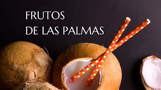 LO QUE DEBES SABER SOBRE LAS PALMERAS [upl. by Kate]