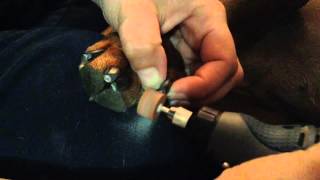 Rotary tool for black dog nails showing layers [upl. by Leiahtan881]