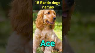 Dogs names beautiful attractive names of dogs 🐶 [upl. by Repsac]