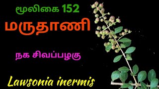 Henna treeLawsonia inermisமருதாணியின் மருத்துவ குணங்கள்MaruthaaniAlasal [upl. by Comstock]