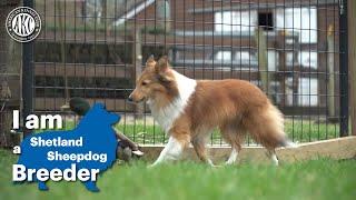 I am a Shetland Sheepdog breeder [upl. by Anayrb13]